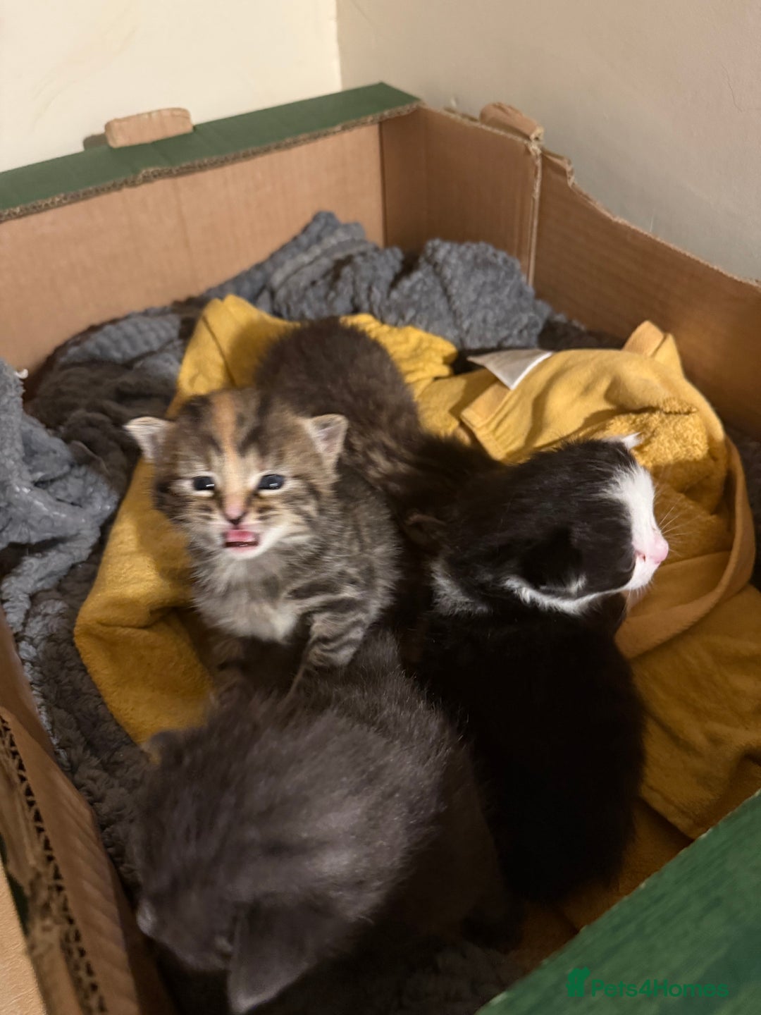 Mixed Breed cats for sale: Beautiful 1-Week-Old Kittens for Sale - Advert 3