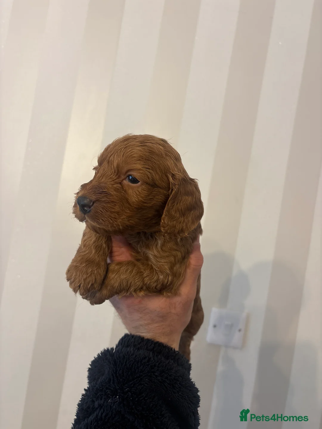 Cockapoo dogs for sale: F1 cockapoo puppies (mother show type) - Advert 21