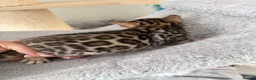 Bengal cats for sale: Bengal Kitten Boy (TICA Registered) - Advert 7