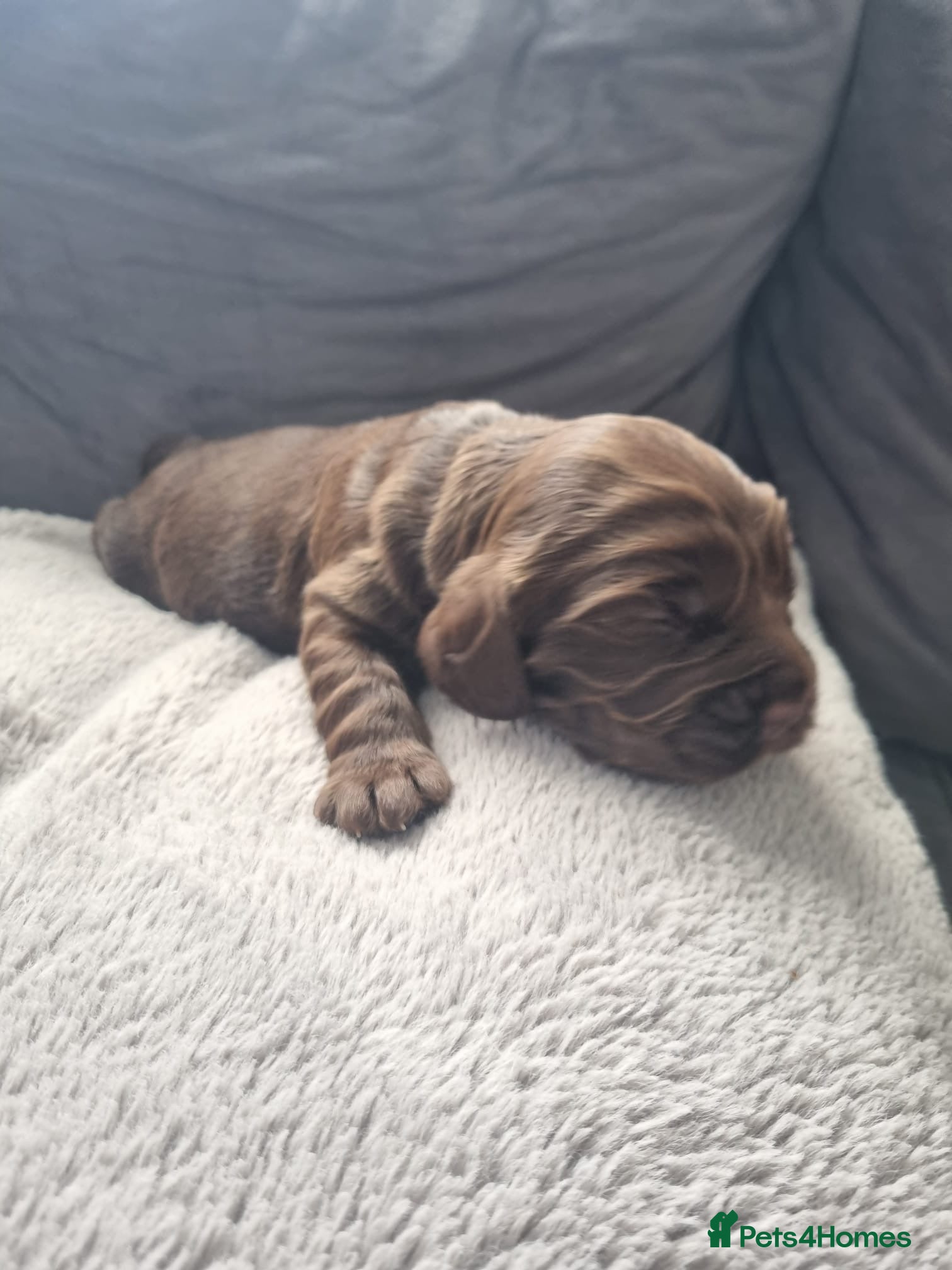 Cocker Spaniel dogs Stunning show cocker spaniel puppy’s  - Advert 2