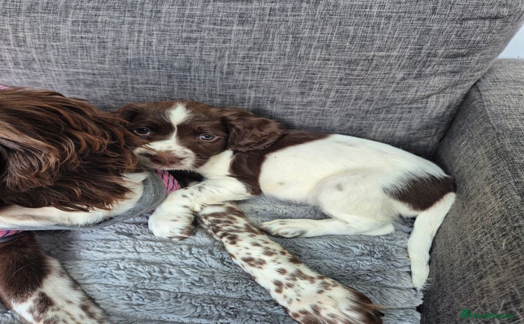 English Springer Spaniel dogs - Advert 1