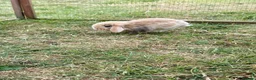 Mixed Breed rabbits for sale: Baby bunnies  in Boston - Advert 7