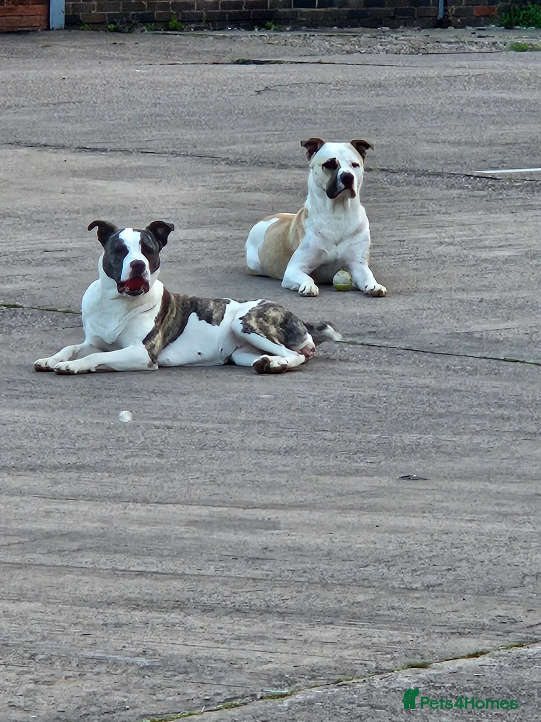 Akita dogs for sale: 🐾🐾🐕AKITA CROSS FOR  SALE 🐕🐾🐾 in Tamworth - Advert 9