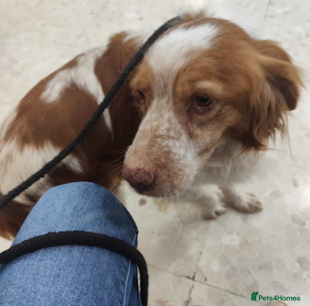 Brittany Spaniel dogs for adoption: Lovely gentleman Rudolph- Camberley Surrey - Image 2