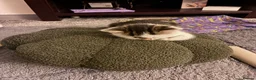 British Shorthair cats for sale: 4 Adorable kittens for sale  - Advert 2