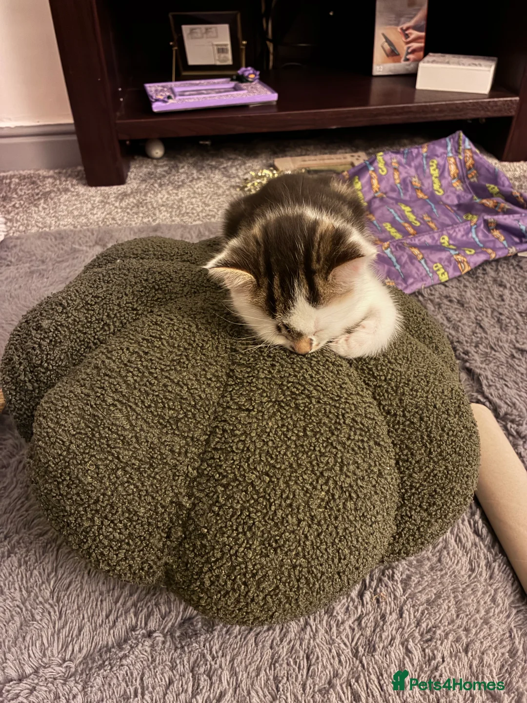 British Shorthair cats for sale: 4 Adorable kittens for sale  - Advert 2