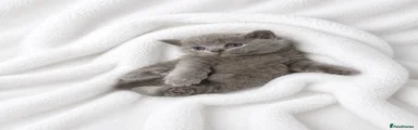 Scottish Fold Kitten 3