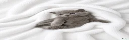 Scottish Fold cats for sale: Tiger-Striped Scottish Fold Kittens - Advert 5