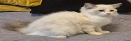 Ragdoll cats for sale: 7 Ragdoll kittens for sale - Advert 11