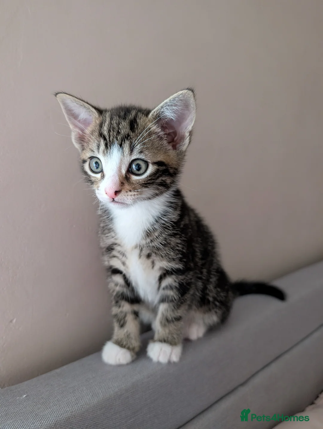 Mixed Breed cats for sale: Beautiful kittens  in Southampton - Advert 31