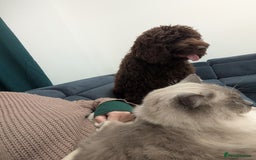 Newfypoo dogs for sale: Beautiful Newfypoo puppy  - Advert 3