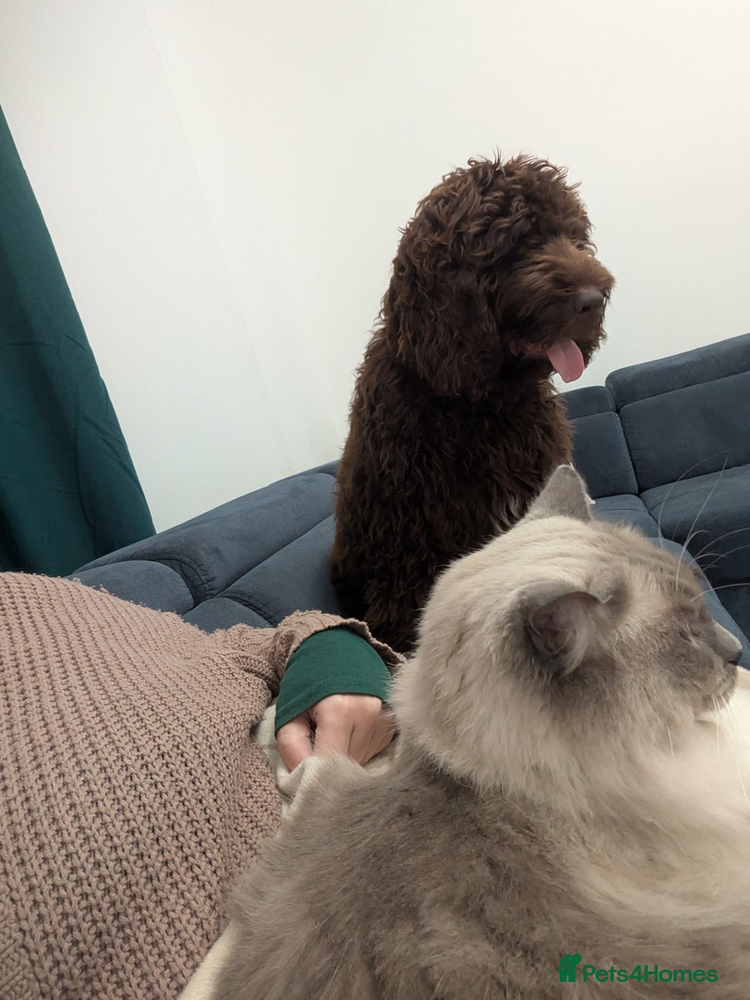 Newfypoo dogs for sale: Beautiful Newfypoo puppy  - Advert 3