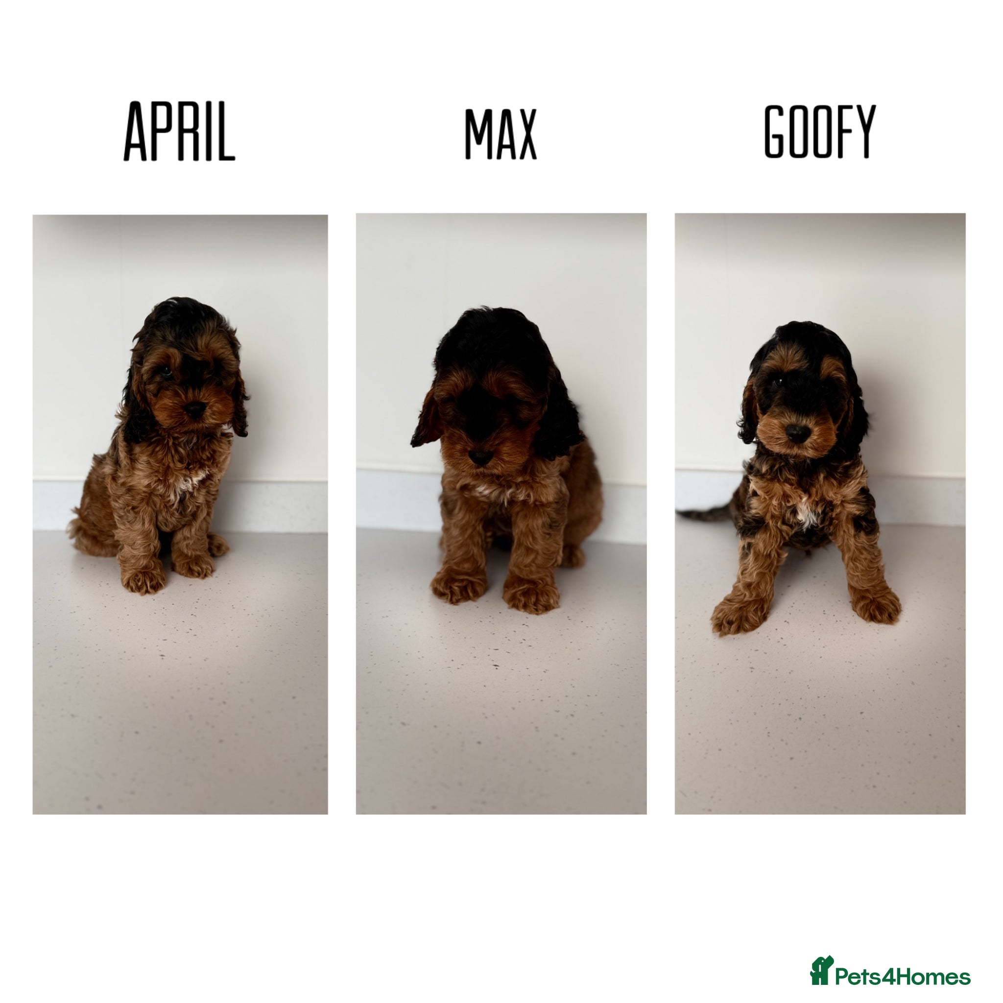 Cockapoo dogs F1 cockapoo puppies  - Advert 5