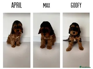 Cockapoo dogs F1 cockapoo puppies - Advert 5