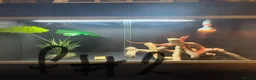 Bearded Dragon reptiles for sale: 3 bearded dragons  - Advert 9