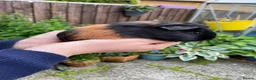 Guinea Pig rodents for sale: Female guinea pigs - Advert 4
