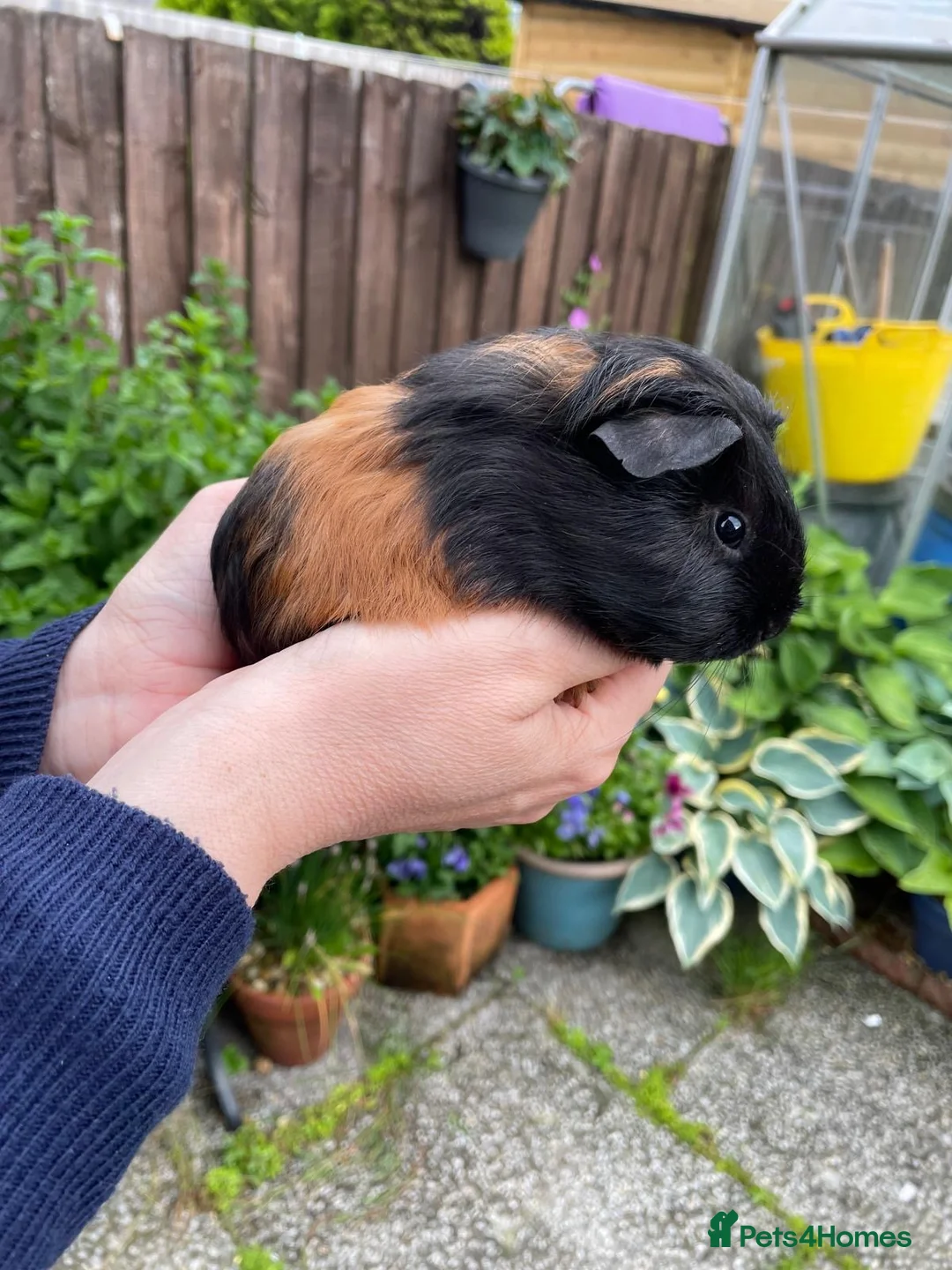 Guinea Pig rodents for sale: Female guinea pigs - Advert 4