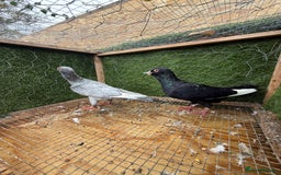 Doves birds for sale: Syrian pigeons for sale - Image 4