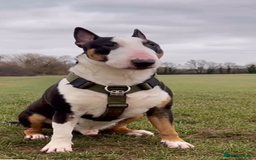 Bull Terrier dogs for sale: Female KC English bull terrier  - Image 6