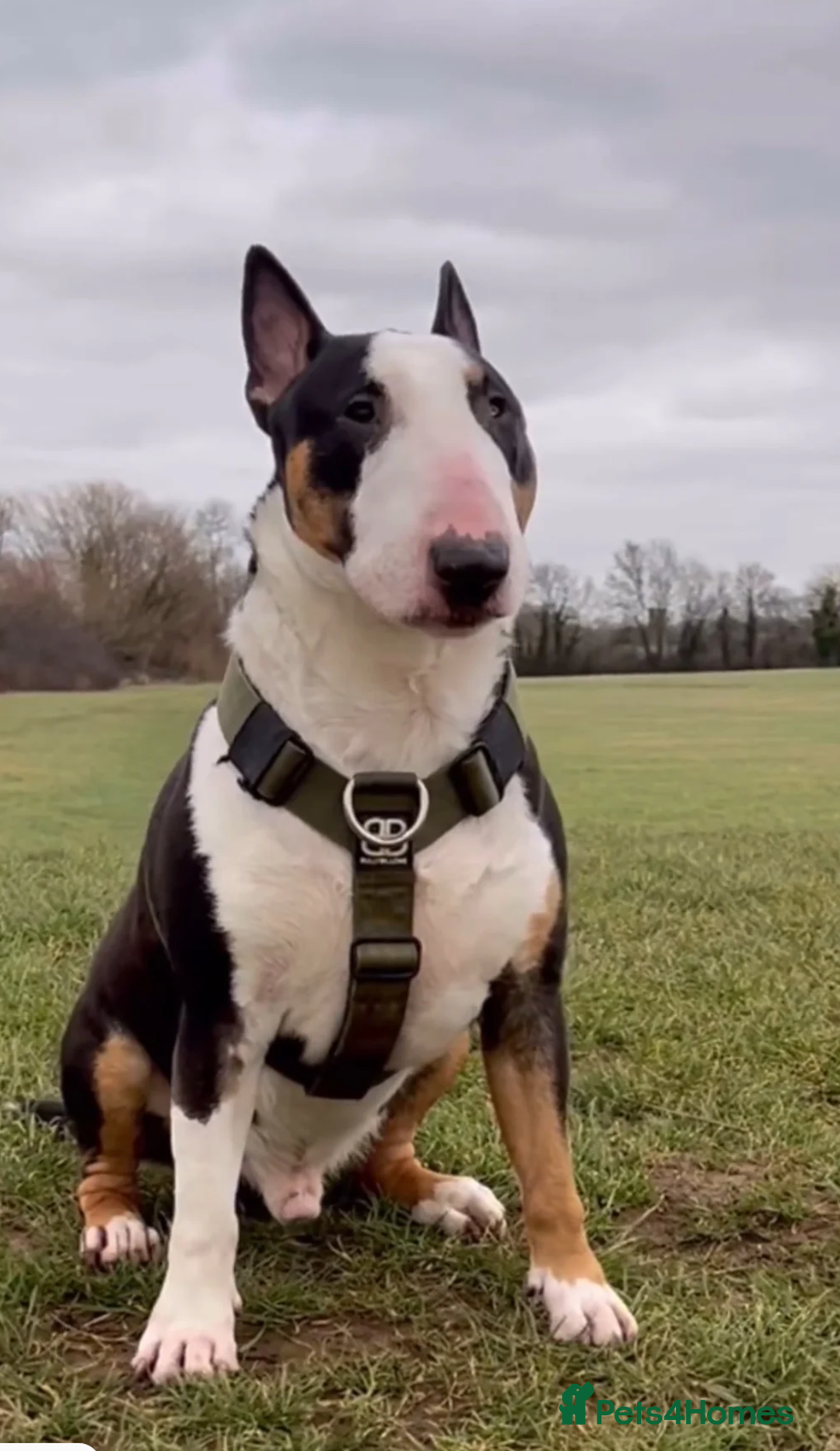 Bull Terrier dogs for sale: Female KC English bull terrier  - Image 6