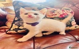 Mixed Breed cats for sale: *READY NOW* 3 Beautiful White Kittens - Image 6