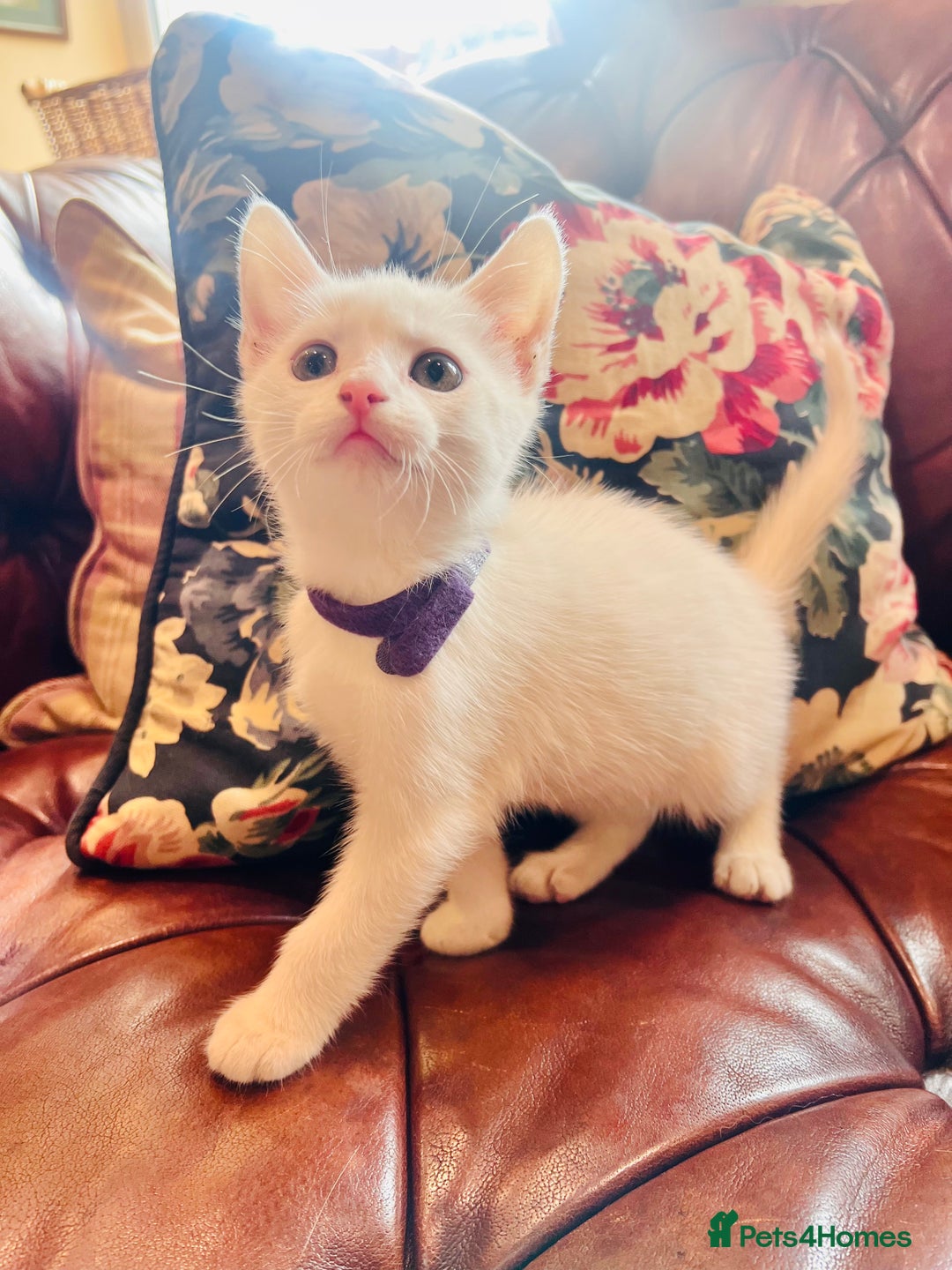 Mixed Breed cats for sale: *READY NOW* 3 Beautiful White Kittens - Image 6