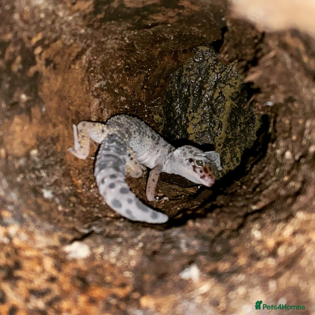 Leopard Gecko reptiles for sale: Leopard Gecko with full set up - Advert 5