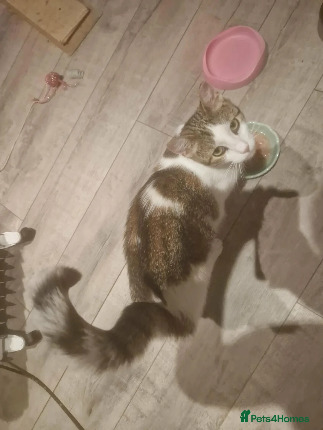Mixed Breed cats for adoption: Freya for adoption in Kidlington - Advert 2