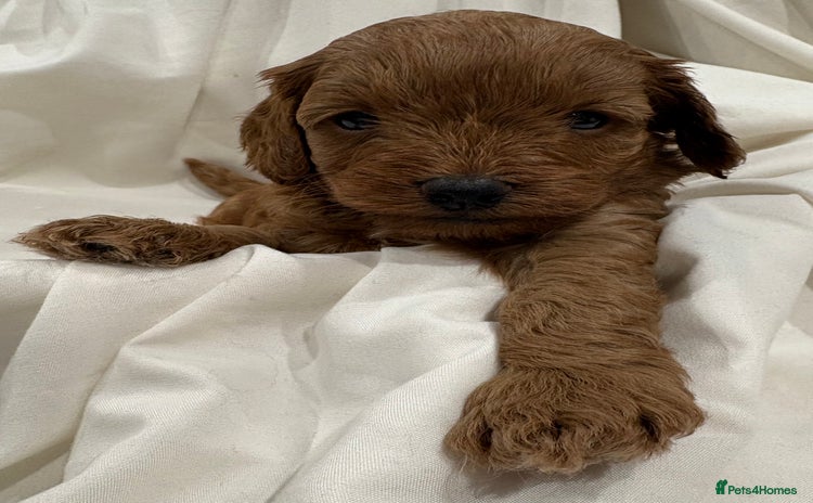 Cavapoo dogs - Advert 11