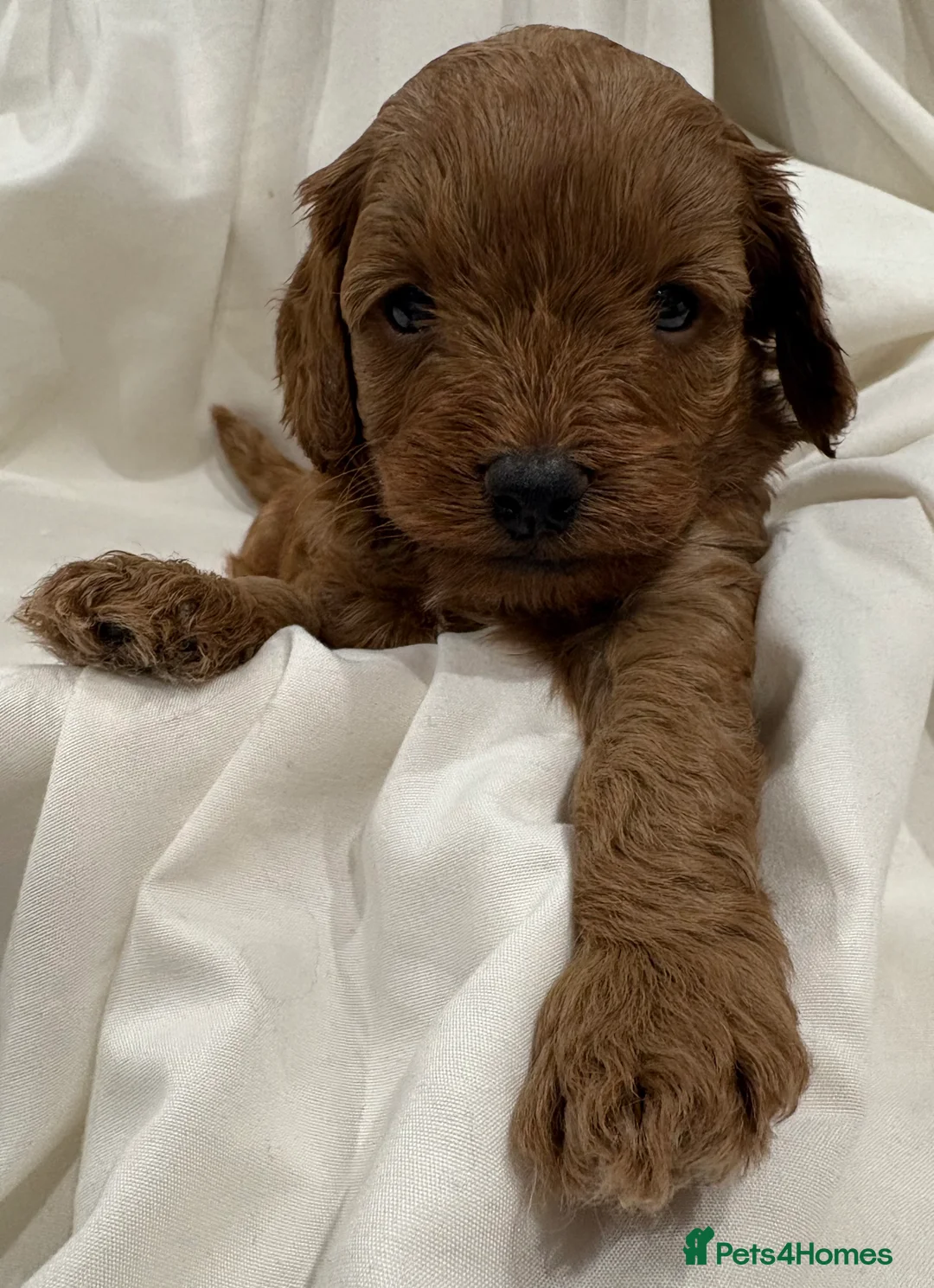 Cavapoo dogs for sale: Extensively DNA health tested and trained girl   - Advert 10