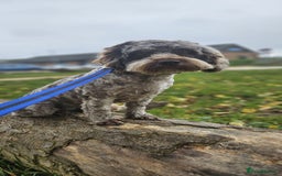Cockapoo dogs for sale: Mr David  - Image 13