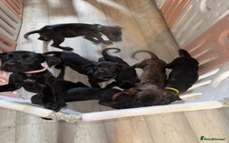Cane Corso dogs for sale: Beautiful Litter Of Cane Corso Puppys - Image 5