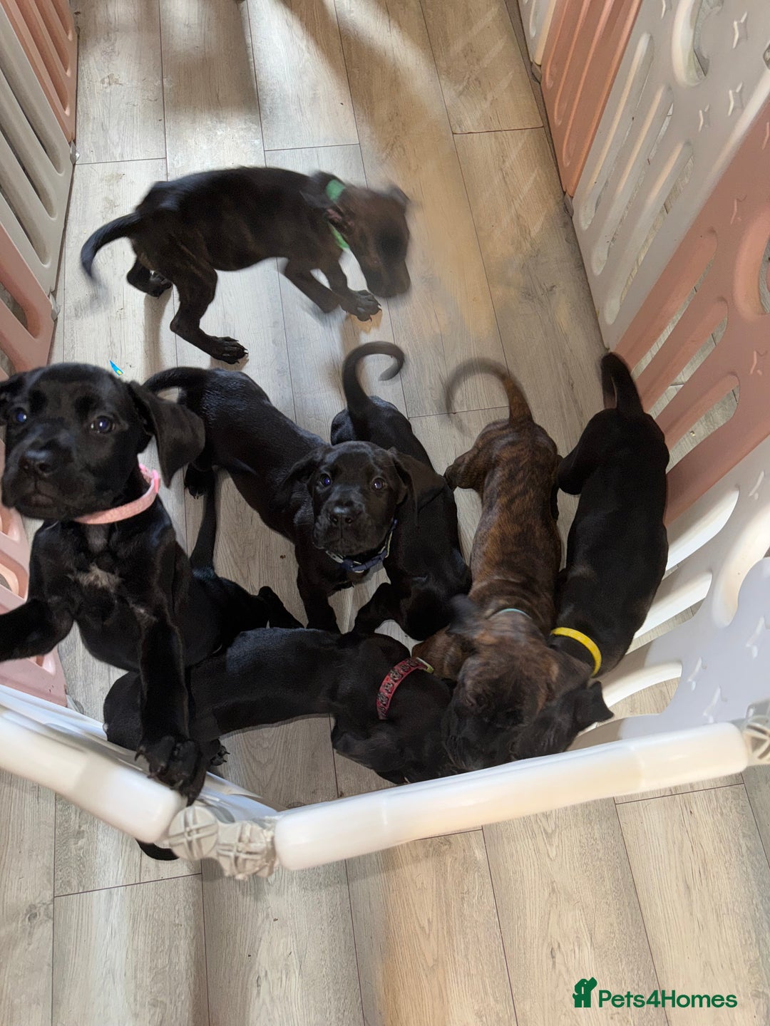 Cane Corso dogs for sale: Beautiful Litter Of Cane Corso Puppys - Image 5