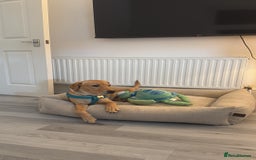 Labrador Retriever dogs for sale: Labrador  - Image 4