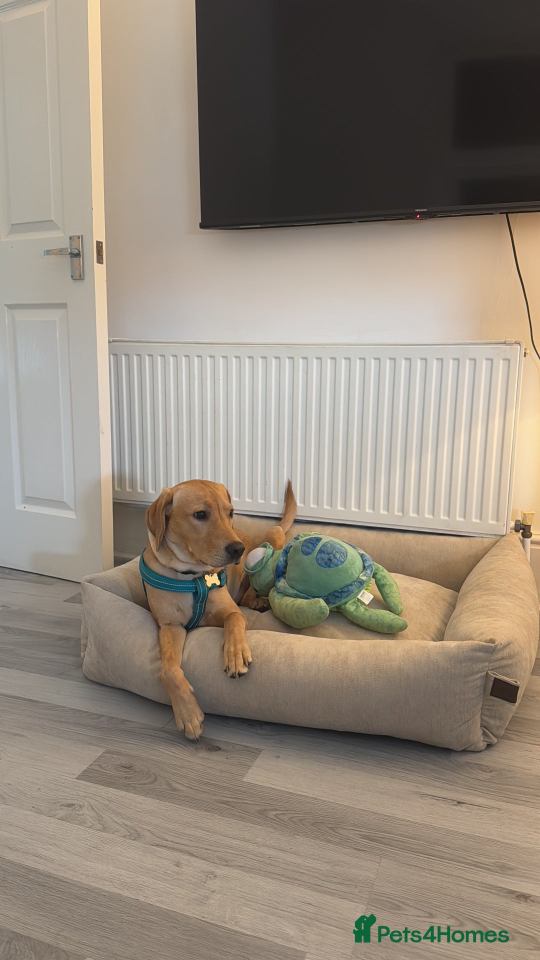 Labrador Retriever dogs for sale: Labrador  - Image 4