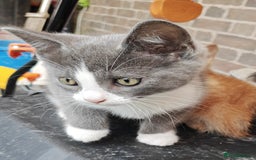 Mixed Breed cats for sale: Gorgeous Part BSH kittens ready to go now - Image 37