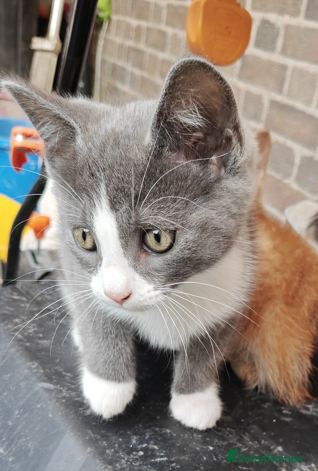 Mixed Breed cats for sale: Gorgeous Part BSH kittens ready to go now - Image 37