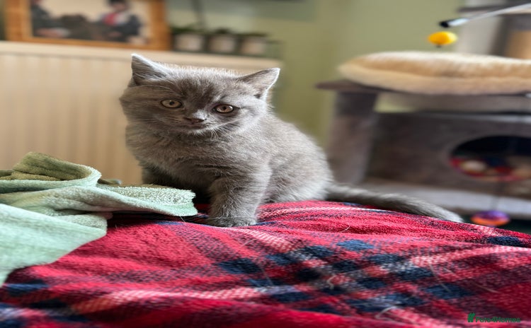 British Shorthair cats - Advert 2