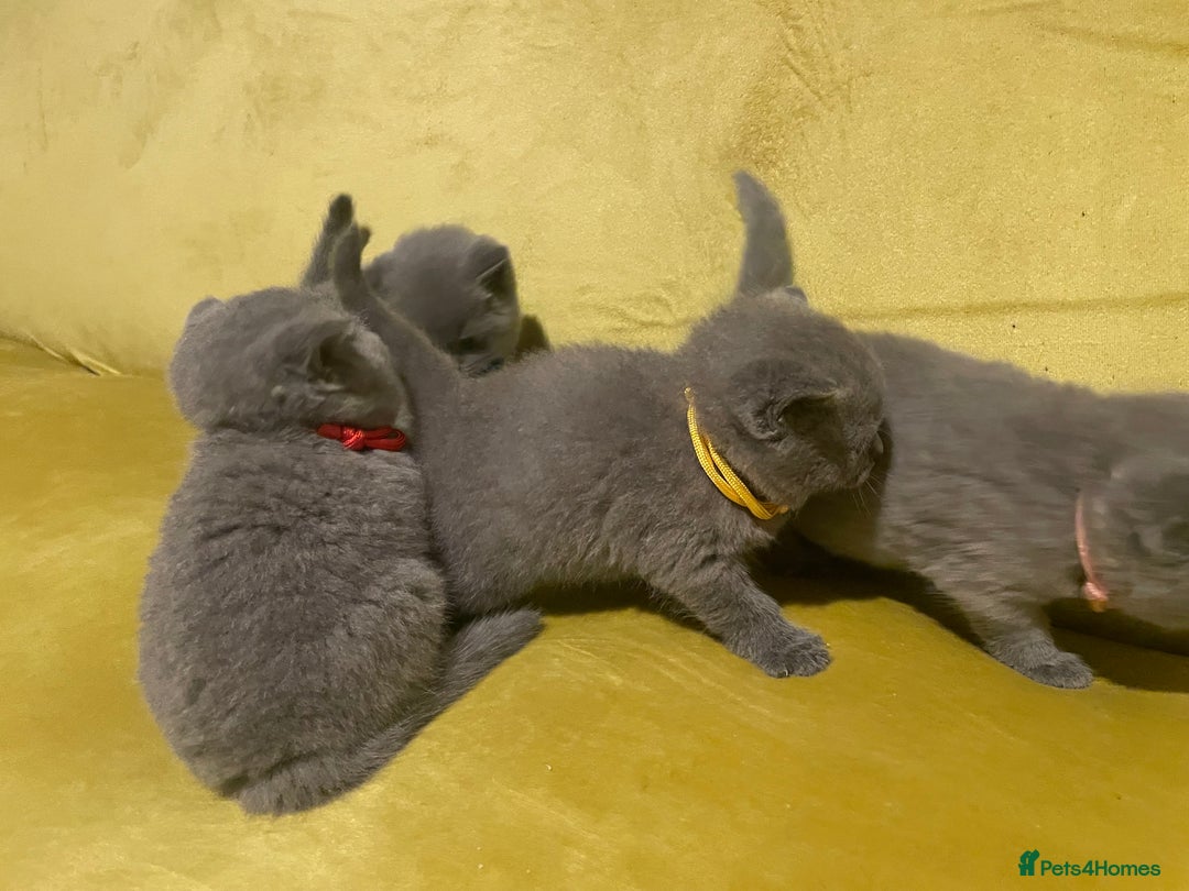 British Shorthair cats for sale: 💕Pure BSH Kittens – Family Raised, Ready December - Image 5