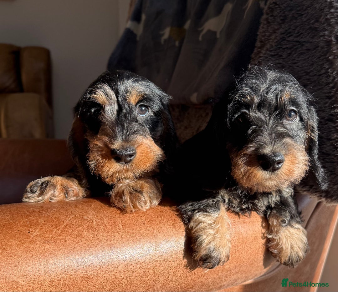 Dachshund dogs for sale: KC registered mini wires - Advert 2
