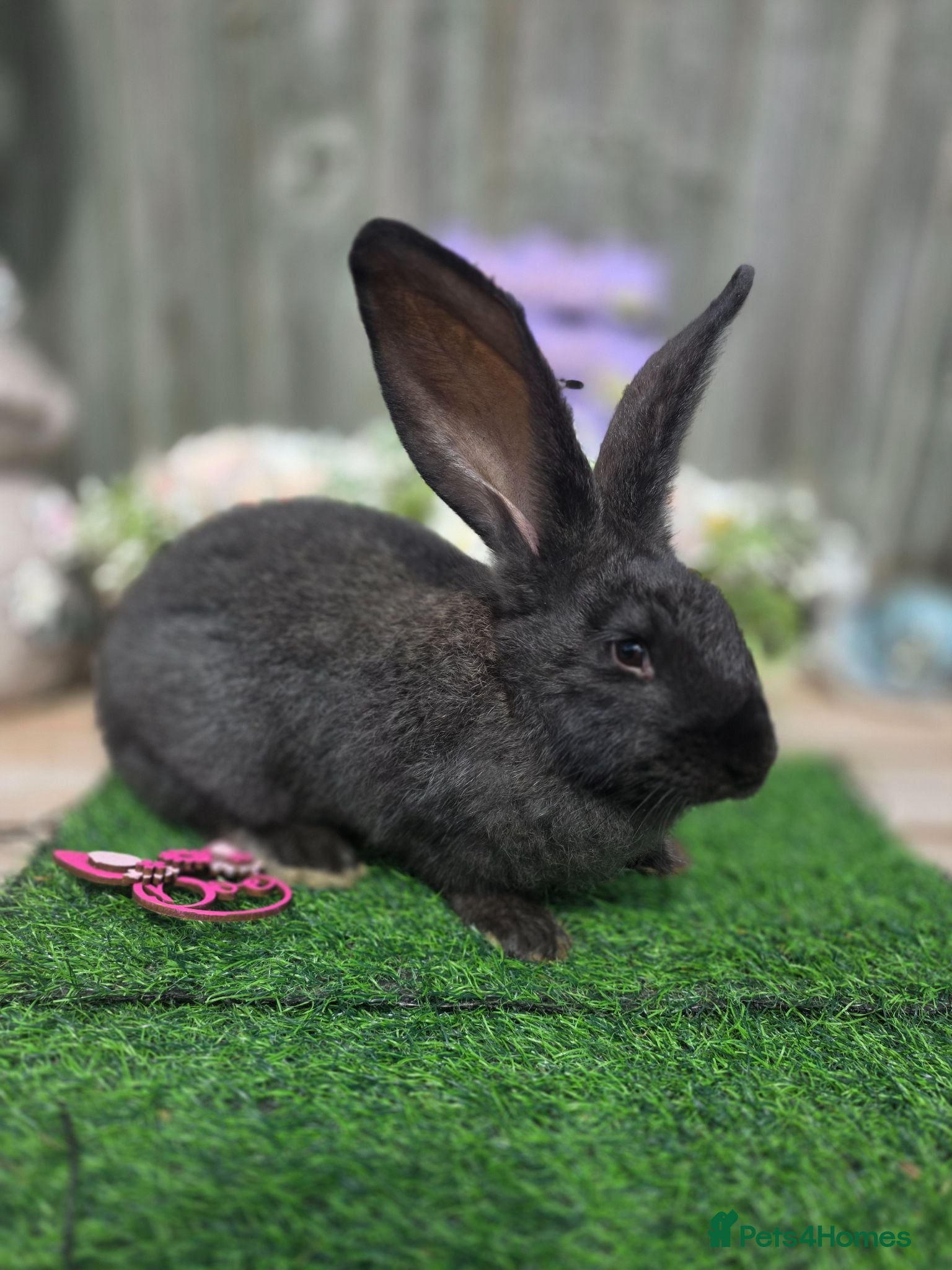 Continental Giant rabbits UNRELATED Doe & Buck available.  - Advert 1