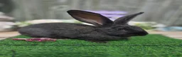 Continental Giant rabbits for sale: UNRELATED Doe & Buck available.  - Advert 1