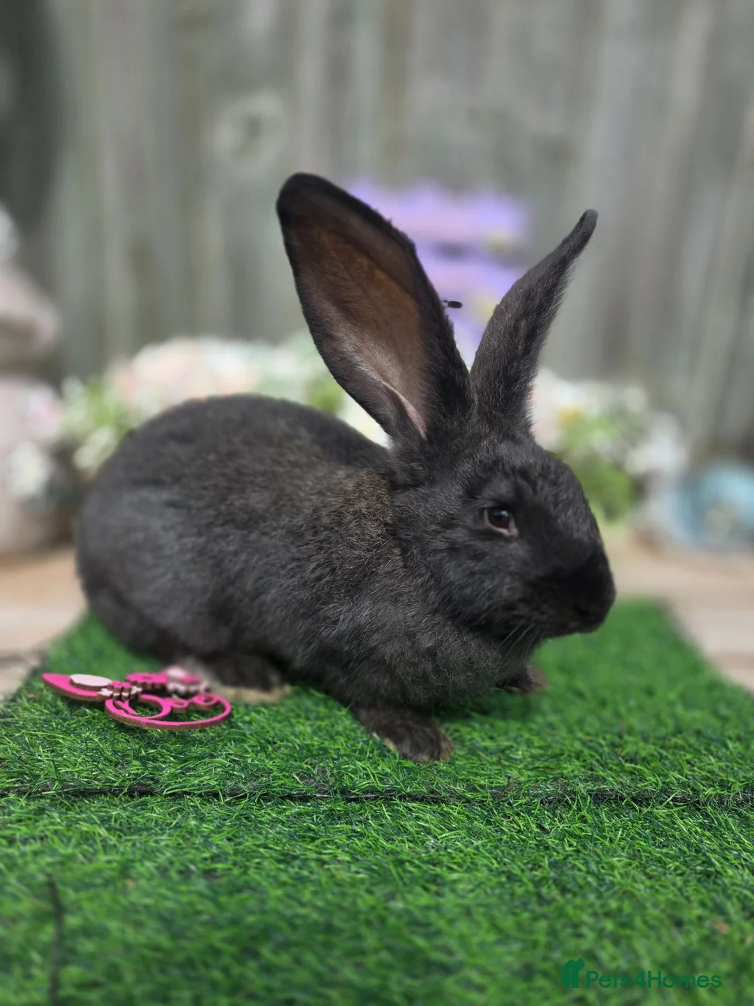 Continental Giant rabbits for sale: UNRELATED Doe & Buck available.  - Advert 1