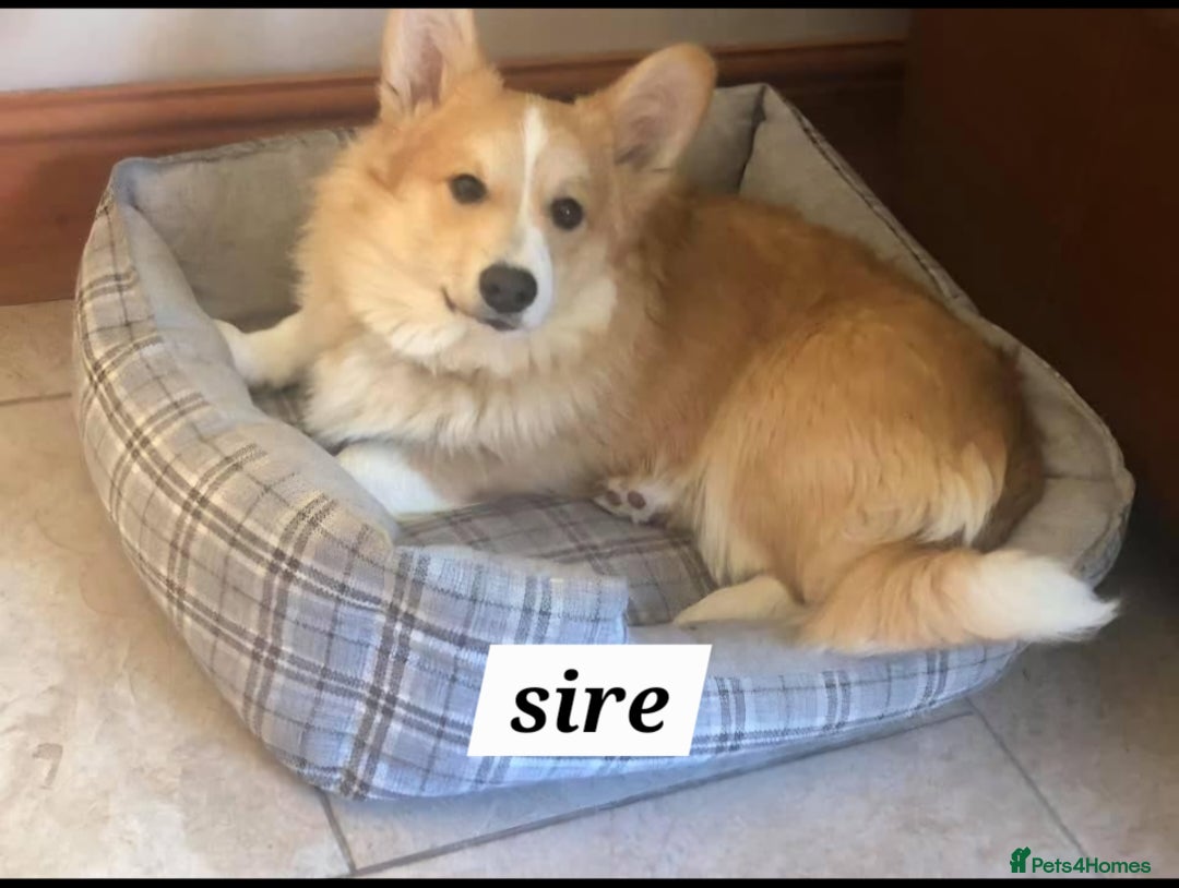 Welsh Corgi Pembroke dogs for sale: welsh Pembroke puppies  - Advert 5