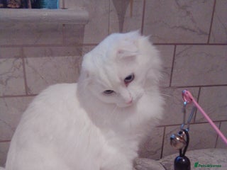 Scottish Fold cats Last Stunning solid ears down boy - Advert 3