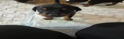 Dobermann dogs for sale: 1 girl,2 boys left!! Dobermann x Rottweiler) - Advert 11