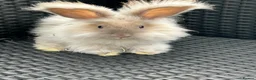 Angora rabbits for sale: Pure bred Angora bunnies £100 - Advert 3