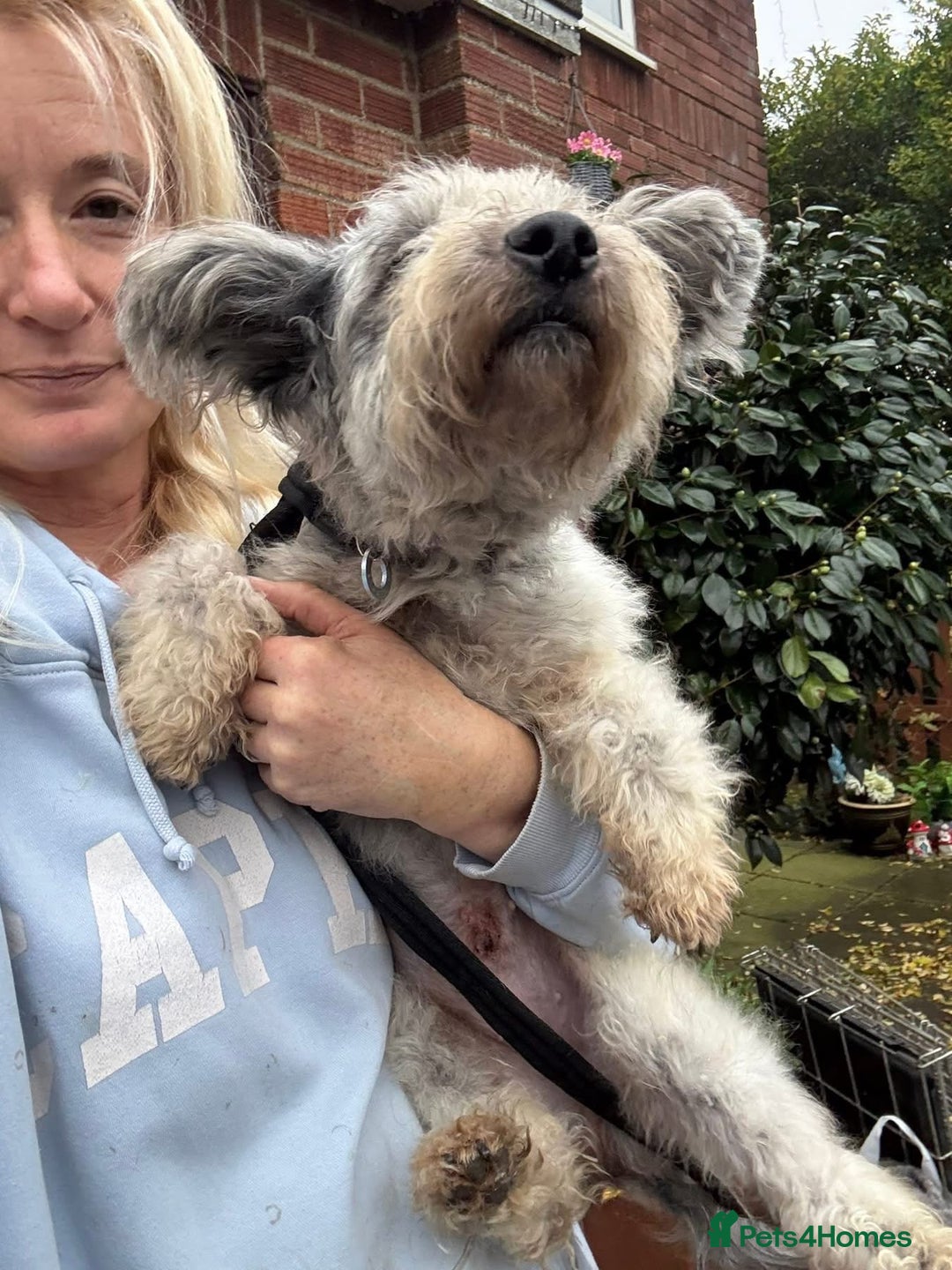 Mixed Breed dogs for adoption: Scruffy- Hingham Norfolk  - Advert 11