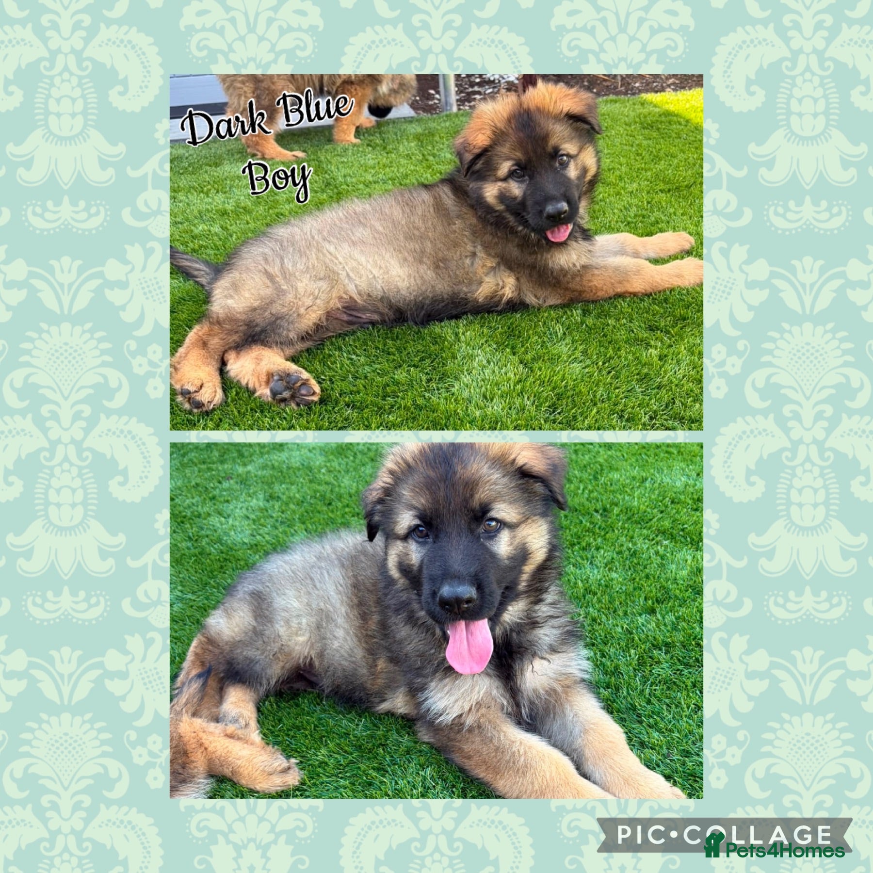German Shepherd dogs 🐾1 boy left ready to leave now🐾 - Advert 13