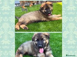German Shepherd dogs 🐾1 boy left ready to leave now🐾 - Advert 5